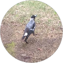 Dyl Bakery profile picture